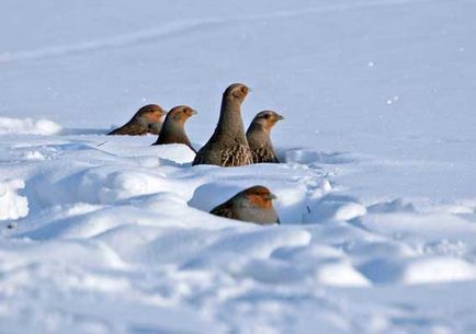 Grouse, fogoly, fogoly madár, állatok