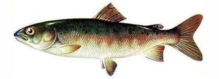 Boglárka - milyen halat