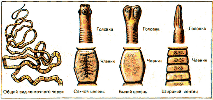 Bandă de vierme - tipuri de cale de infecție, simptome și tratament