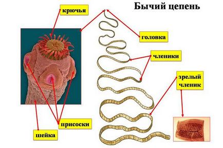 Bandă de vierme - tipuri de cale de infecție, simptome și tratament