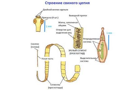 Bandă de vierme - tipuri de cale de infecție, simptome și tratament