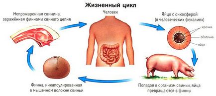 Bandă de vierme - tipuri de cale de infecție, simptome și tratament