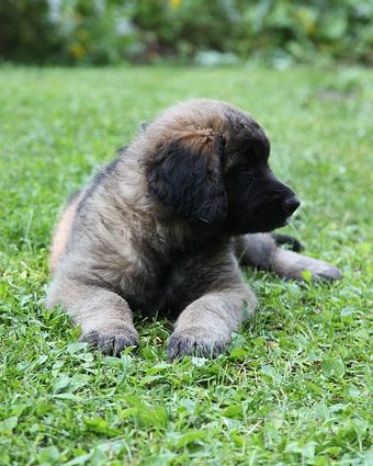 Leonberger Descrierea rasei, personajul, fotografia, sănătatea și îngrijirea