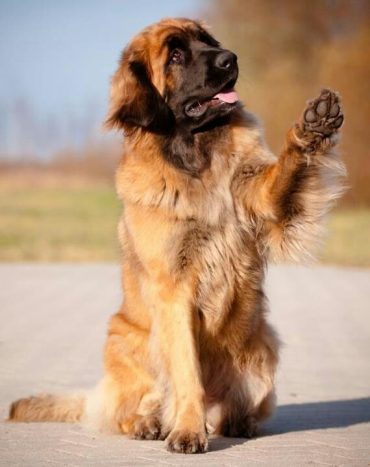 Leonberger Descrierea rasei, personajul, fotografia, sănătatea și îngrijirea