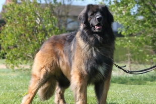 Leonberger Descrierea rasei, personajul, fotografia, sănătatea și îngrijirea