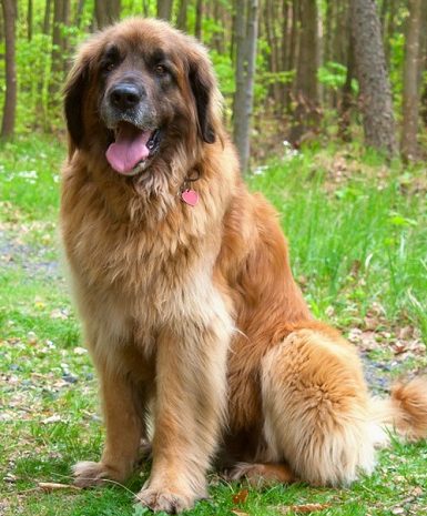 Leonberger Descrierea rasei, personajul, fotografia, sănătatea și îngrijirea