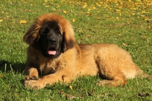 Leonberger Descrierea rasei, personajul, fotografia, sănătatea și îngrijirea