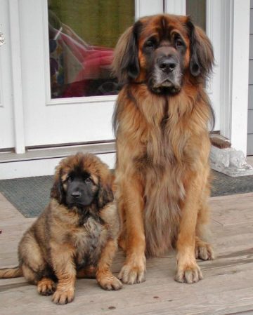 Leonberger Descrierea rasei, personajul, fotografia, sănătatea și îngrijirea