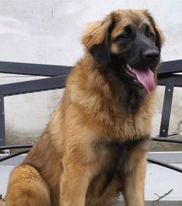 Leonberger Descrierea rasei, personajul, fotografia, sănătatea și îngrijirea