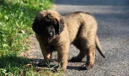 Leonberger Descrierea rasei, personajul, fotografia, sănătatea și îngrijirea