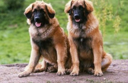 Leonberger Descrierea rasei, personajul, fotografia, sănătatea și îngrijirea