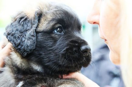 Leonberger Descrierea rasei, personajul, fotografia, sănătatea și îngrijirea