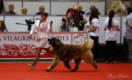 Leonberger - câine - stil de viață