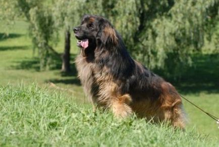 Leonberger - câine - stil de viață