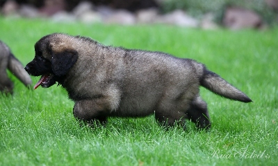 Leonberger - câine - stil de viață