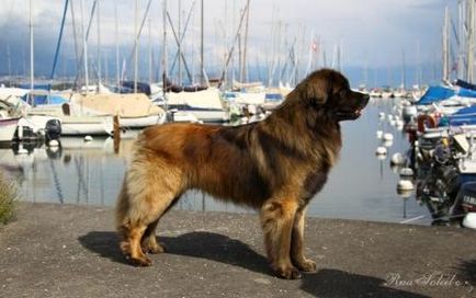 Leonberger - câine - stil de viață