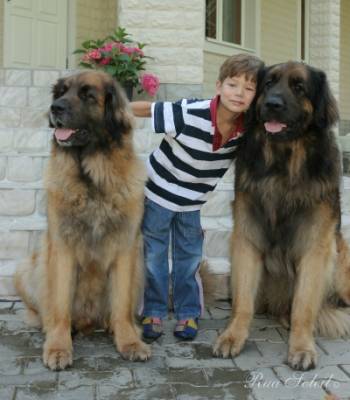 Leonberger - câine - stil de viață