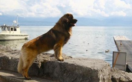 Leonberger - câine - stil de viață