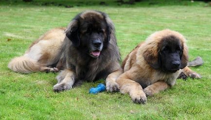 Leonberger - câine - stil de viață