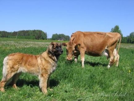 Leonberger - câine - stil de viață