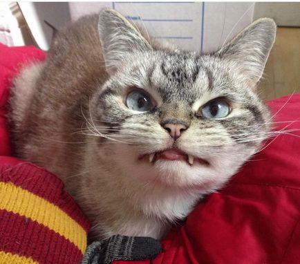 Локі - кинутий кіт-вампір, який знайшов будинок і став новою зіркою інтернету, умкра