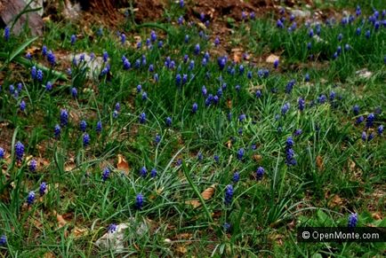 Lovcen în Muntenegru - fotografie după o excursie la munte