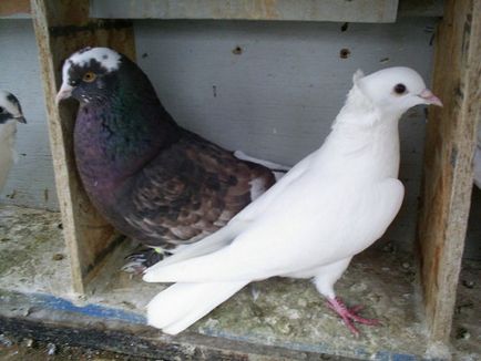 Лозеваль інструкція із застосування для голубів
