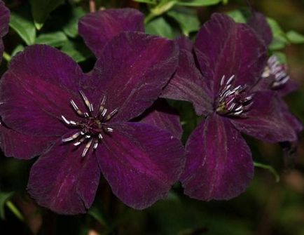 Cel mai bun fel de clematis clematis vil de leu, ashva, purpura plena eleganta, rudge cardinal,