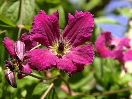 Cel mai bun fel de clematis clematis vil de leu, ashva, purpura plena eleganta, rudge cardinal,