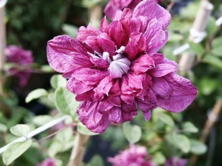 Cel mai bun fel de clematis clematis vil de leu, ashva, purpura plena eleganta, rudge cardinal,