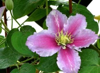 Cel mai bun fel de clematis clematis vil de leu, ashva, purpura plena eleganta, rudge cardinal,