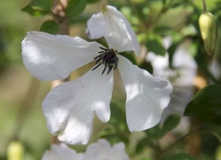 Cel mai bun fel de clematis clematis vil de leu, ashva, purpura plena eleganta, rudge cardinal,