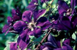 Cel mai bun fel de clematis clematis vil de leu, ashva, purpura plena eleganta, rudge cardinal,