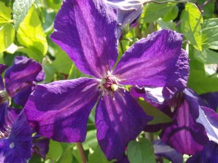 Cel mai bun fel de clematis clematis vil de leu, ashva, purpura plena eleganta, rudge cardinal,