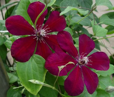 Cel mai bun fel de clematis clematis vil de leu, ashva, purpura plena eleganta, rudge cardinal,