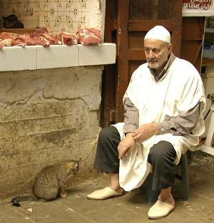 Maroc nenumărate pisici - voci globale în limba rusă