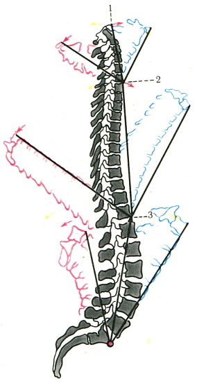 Mecanism de mișcare a coloanei vertebrale, sindemie, anatomie umană