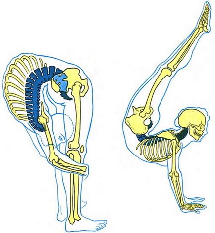 Mecanism de mișcare a coloanei vertebrale, sindemie, anatomie umană