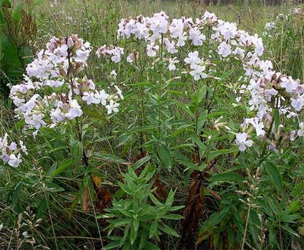 Saponaria helyett szappan