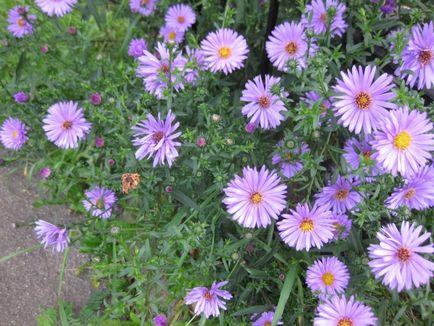 Aster perene - 5 pași până la o frontieră de toamnă înfloritoare