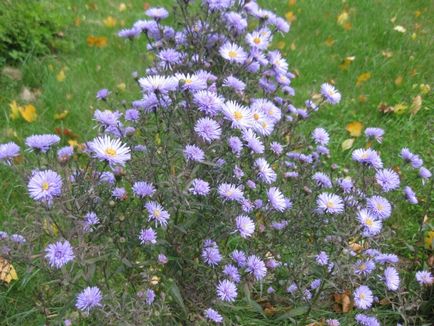 Aster perene - 5 pași până la o frontieră de toamnă înfloritoare