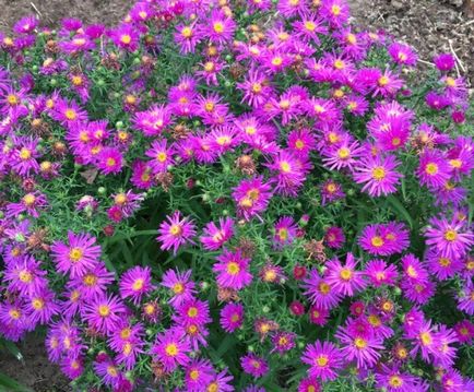 Aster perene - 5 pași până la o frontieră de toamnă înfloritoare