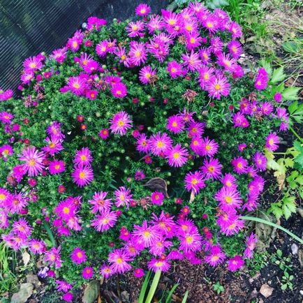 Hosszú távú őszirózsa - 5 lépés, hogy megfékezze ősszel virágzó