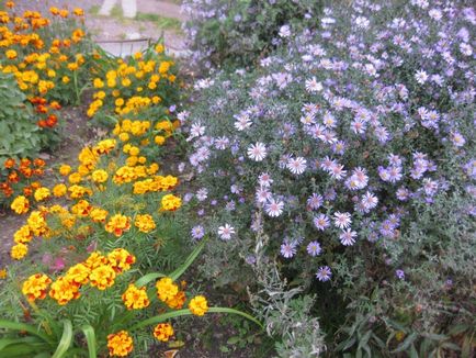 Aster perene - 5 pași până la o frontieră de toamnă înfloritoare