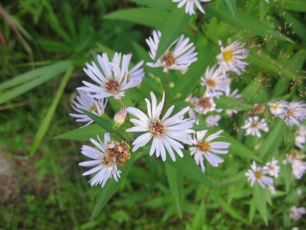 Aster perene - 5 pași spre o frontieră de toamnă înfloritoare