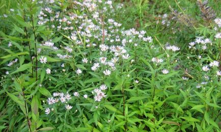 Aster perene - 5 pași până la o frontieră de toamnă înfloritoare