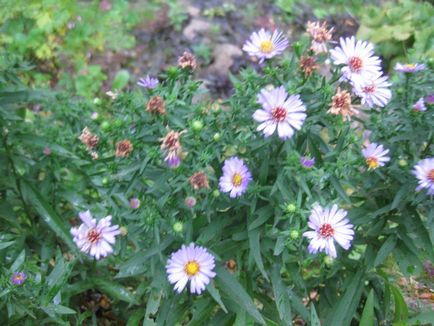 Aster perene - 5 pași până la o frontieră de toamnă înfloritoare