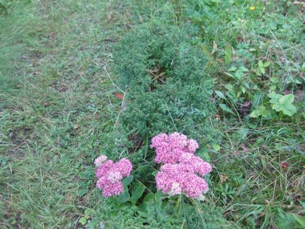 Aster perene - 5 pași până la o frontieră de toamnă înfloritoare