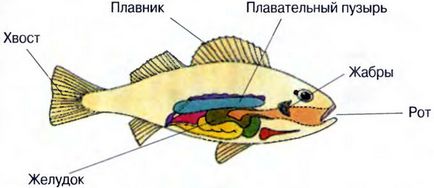 Чи можуть риби битися на плавниках