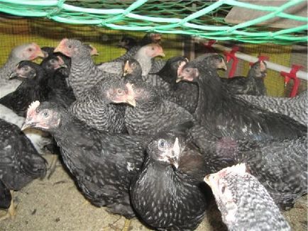 Morva fekete fajtához csirkék - a leírás és fotó